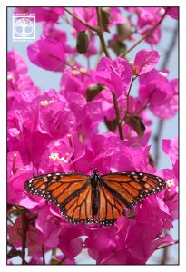 monarchfalter, oranger Schmetterling, pinke blume, rosa Blumen