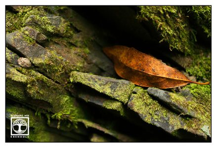 autumn leaf, orange leaf, moss stones