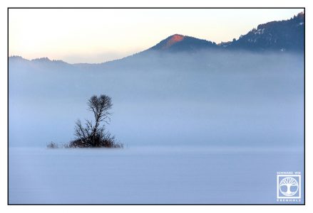 lonely tree, winter tree, winter mountains, winter fog, foggy mountains, alpenglow