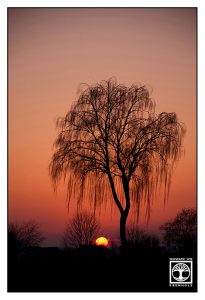 Sonnenuntergang rot, Sonnenuntergang Weidenbaum