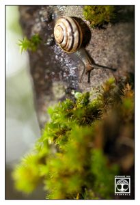 tiny snail, cute snail, snail
