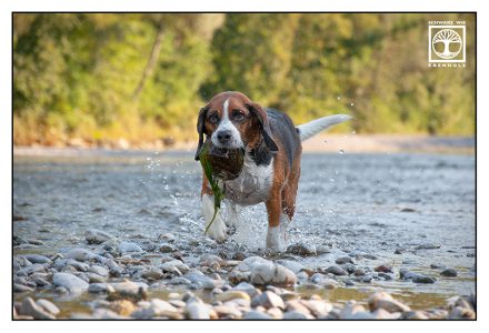 dog, dog photoshoot, beagle photoshoot, dog action, beagle action, dog fetch, dog fetching stone