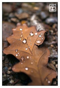 autumn leaf, macro leaf, leaf drops, oak leaf
