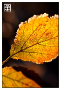 yellow leaf, autumn leaf, backlight leaf