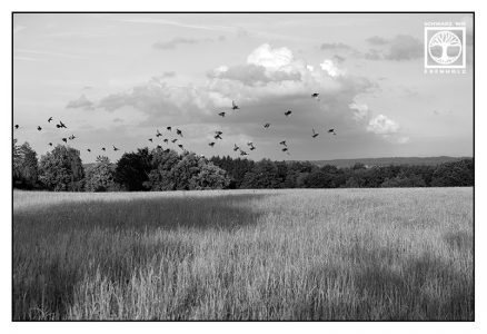 schwarzweissfotografie, schwarzweiss foto, Feld Schwarzweiss, Vogelschwarm