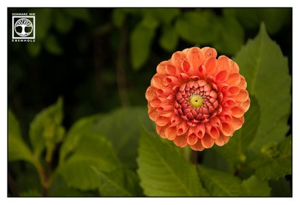 orange flower, orange dahlia