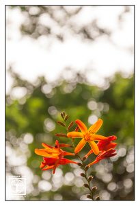 orange flower, orange flowers, flower bokeh