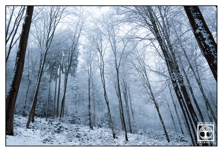 nebliger Winterwald, Wald Winter Nebel, Pfälzer Wald, Bäume im Winter