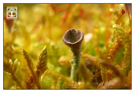 lichen, lichen macro, moss macro