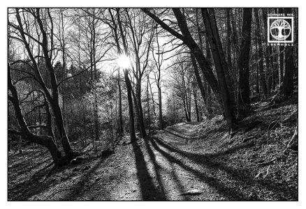 forest blackandwhite, point line area photography, lines, forest, Gelterswoog
