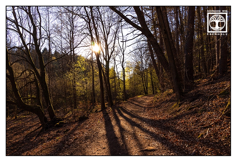 forest, forest track, forest in spring, forest path, light and shadow