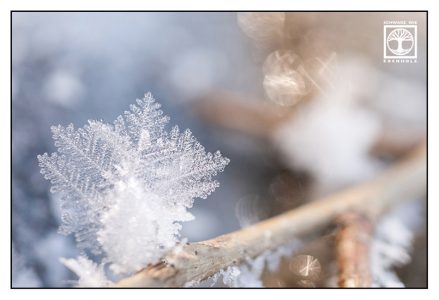 icecrystal macro, snowflake macro, snowflake, icecrystal