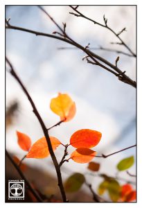 Herbstlaub, Herbstblätter