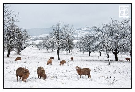 sheep winter, sheep herd, Baden-Württemberg, Germany, countryside, farm animals, rural landscape