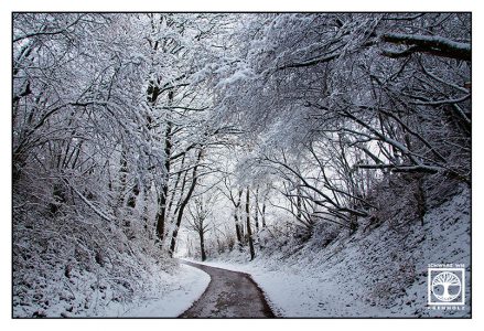 winter forest, snowy forest, winter way