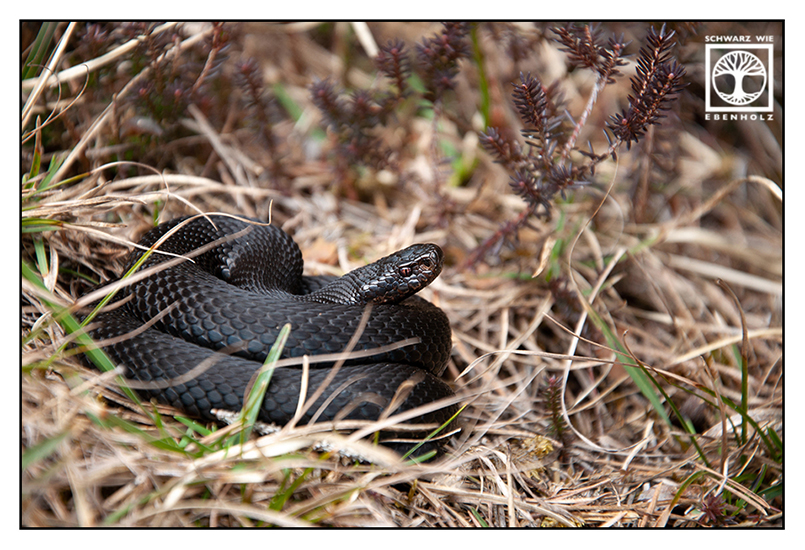 adder Blackadder, black adder, viper, black viper, black snake, snake, crossed viper, European viper