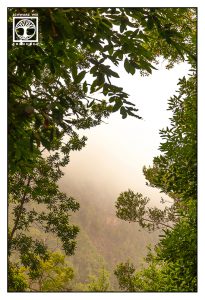 Los Tilos, Lorbeerwald, Wald Nebel, Bäume Nebel, La Palma