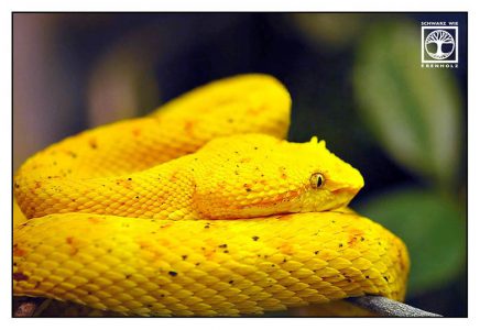 yellow snake, yellow viper, eyelash palm viper, yellow eyelash palm viper