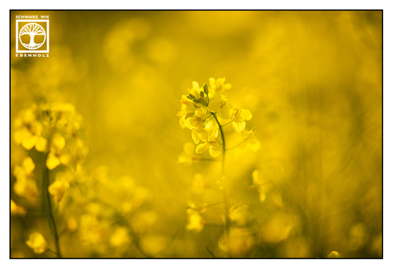 Raps, Rapsfeld, gelbe Blume, Frühling