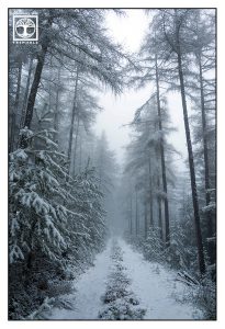 nebliger Winterwald, Wald Winter Nebel, Pfälzer Wald