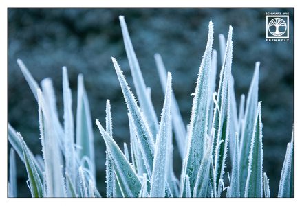 frost leaves, frost grass, frosty grass