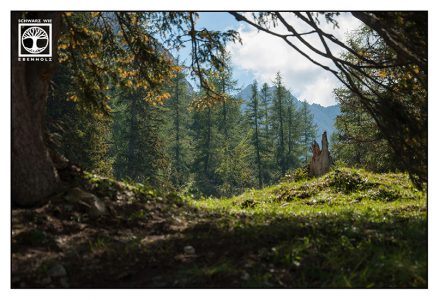 wald Sommer, wald, Wald berge, Österreich