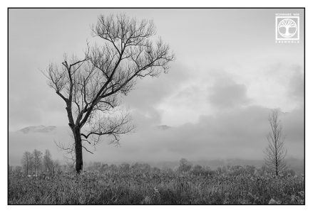 lonely tree, dead tree, foggy tree, tree fog, Schlehdorf, lonely tree blackandwhite