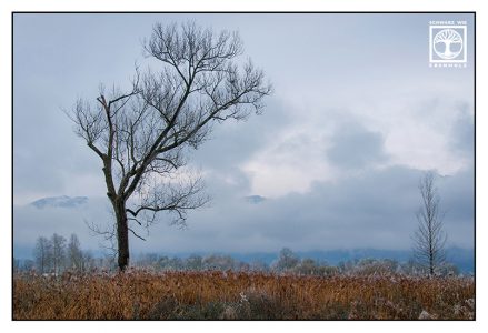 lonely tree, dead tree, foggy tree, tree fog, Schlehdorf