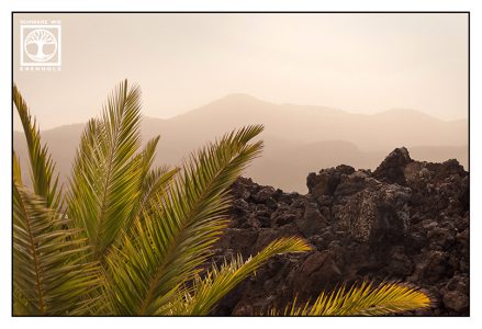 La Palma, Fuencaliente, Vulkan, Vulkanlandschaft, Lava, Palme