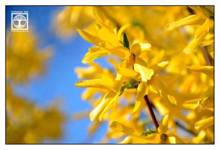 forsythia, yellow flowers, yellow flower, spring flowers