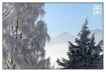 winter trees, snowy trees, snowy willow, foggy mountains