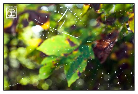 spiderweb drops, cobweb drops, spiderweb waterdrops