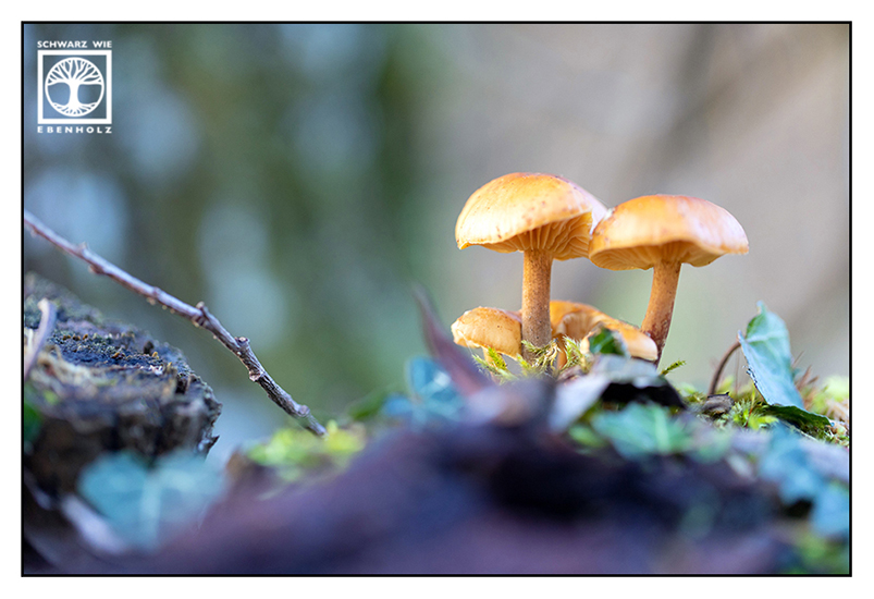orange mushroom, orange mushrooms