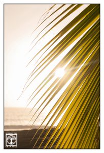 Palmen, Palmenblatt, Blatt Gegenlicht, La Palma, Urlaub