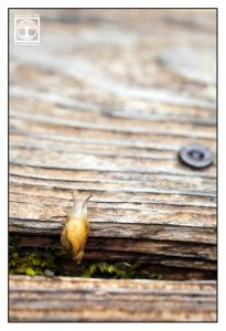 snail, tiny snail, yellow snail, cute snail