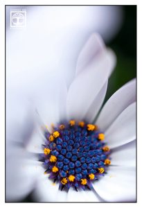 white flower, flower macro