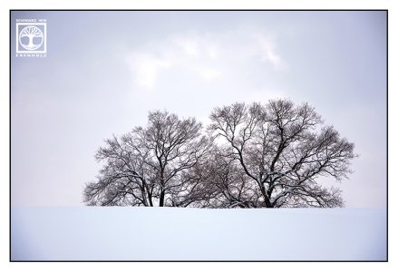Bäume Winter, Bäume Schnee