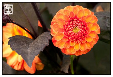 orange flower, orange dahlia, dahlia, autumn flower