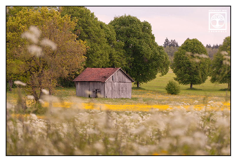flower meadow, countryside, barn spring, rural landscape, spring, barn field