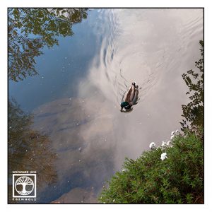 duck pond, duck lake, surrealism, surreal photo, surreal photography
