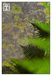 fern leaves, fern leaf, abstract nature, abstract photo, abstract photography