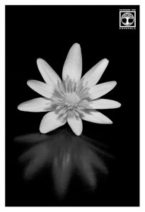 black and white flower, low key flower