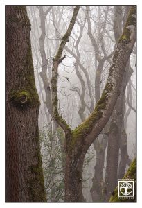 foggy forest, misty forest, fog trees