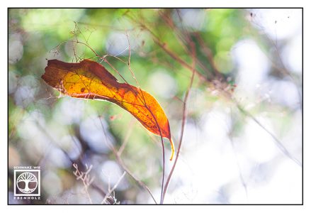 autumn leaf, orange leaf