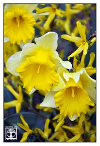 daffodil, daffodils, yellow flowers, spring, spring flowers