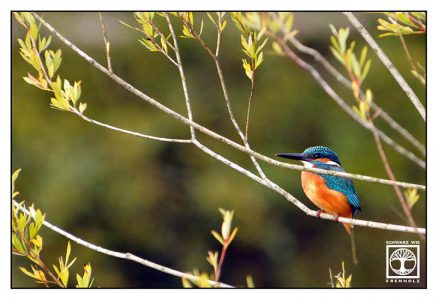 kingfisher, orange blue bird