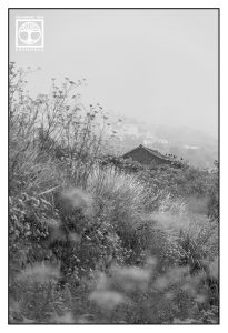 flower garden, flower meadow, hut black and white, la palma, countryside black and white, rural landscape