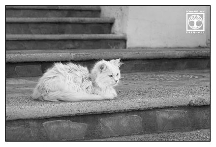 Katze Treppe, flauschige katze