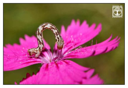 caterpillar, pink flower