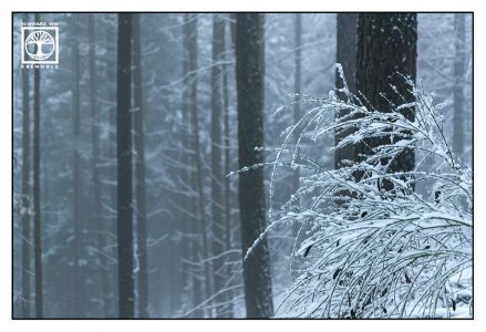 winter forest, winter trees, snowy trees, winter fog, foggy forest, Palatine forest, Pfalz, Germany